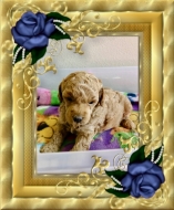 Apricot male puppy now available born June 15, 2024