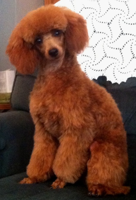 Henny's Poodles » Fun Pictures & Comments