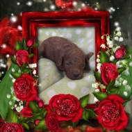 Red female mini poodle puppy