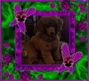 Noah owned by Vernon and Beverly
