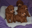 previouslysoldpuppies-1-1
