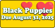 Black Poodle Puppies due to be born August 31, 2025 out of Mona and Brandon