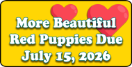 More beautiful red puppies due to be born July 15 2026