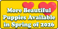 More beautiful puppies available in Spring of 2026