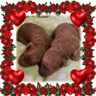 Two red males born November 12, 2025